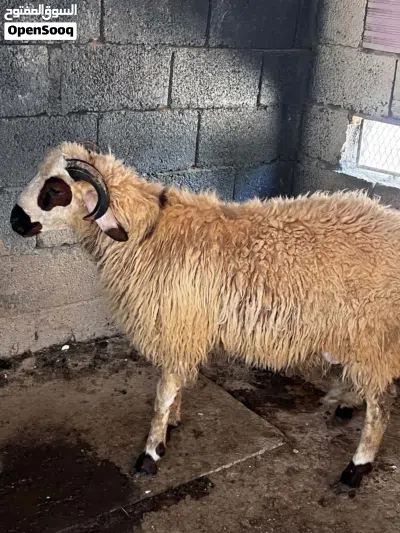 خروف للبيع ربي ايبارك 3