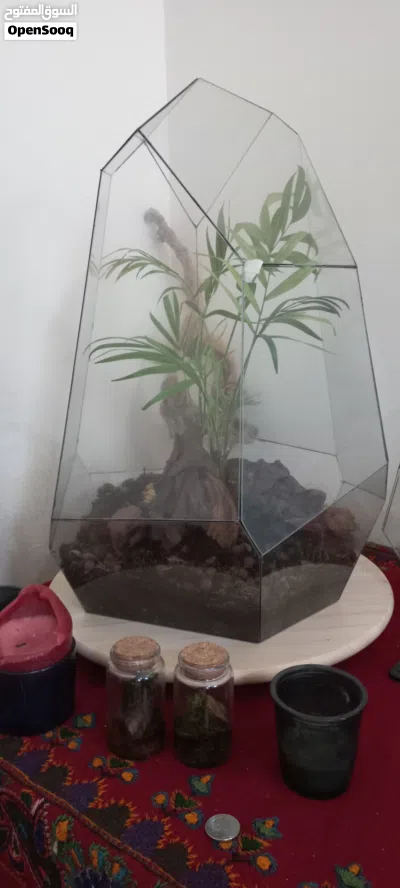 Production and design of various types of houseplants and terrariums 2