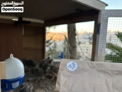 فري وبط للبيع او البدل 4