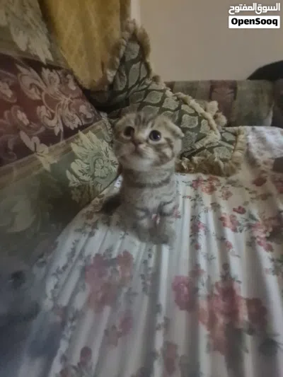 Scottish fold for sell , سكوتش فولد للبيع 4