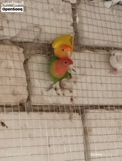 السلام عليكم عندي كوبيه عصافير الانثا اورنج عين حمره و الذكر البينو عين حمره نبي نبدل الدكر 3