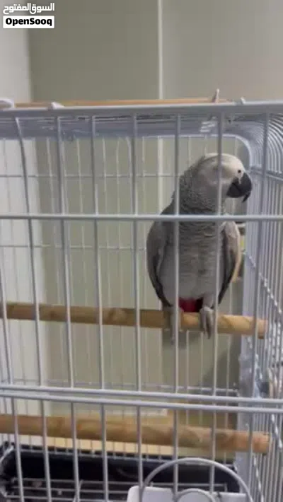 African grey parrot tamed and almost 8 month 3