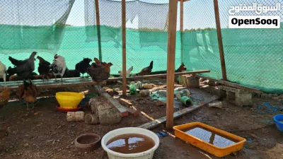 دخاخ محلي للبيع Chicken for sale 2