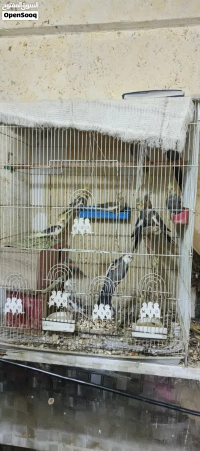 محميه كوكتيل للبيع 2