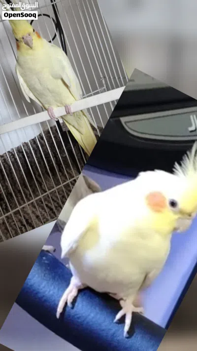 Beautiful white yellow cocatail bird available for sale with cage and food 3