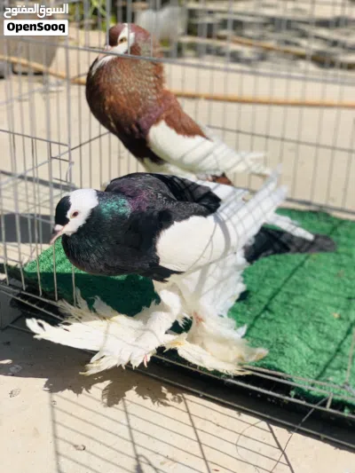 جوز نفاخ ربي يبارك بإذن الله معش الشراي منقصروش 3