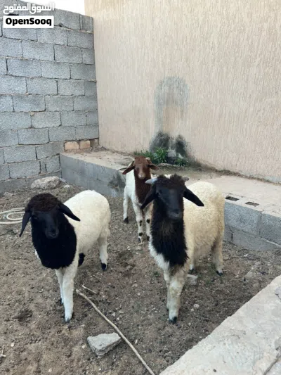 بيع زوز خرفان ربي بارك عمره 3او4اشهور بيع جمله 2