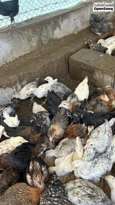 للبيع دجاج عماني العمر قرب شعرين جاهز لذبح 3