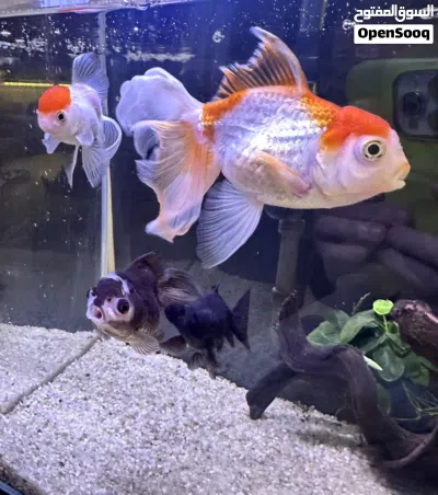 Oranda fish 4