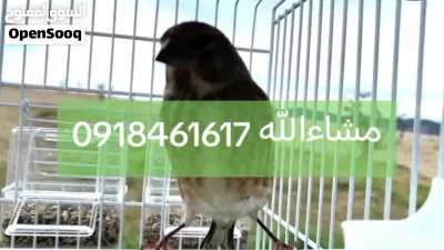 دكر تجاويد غناء مشاءالله 2