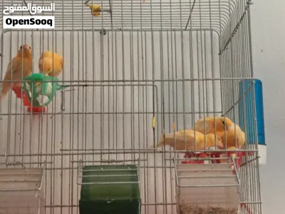 جوز طيور حب و فراخ كنار للبيع 3