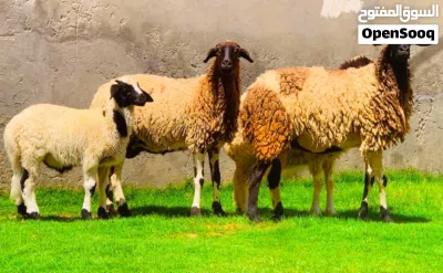 ما شاء الله تلاثه نعاج ما شاء الله 4