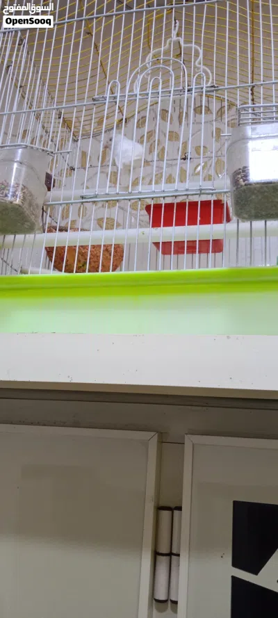 كناري نثيه للبيع اقرا الوصف 3