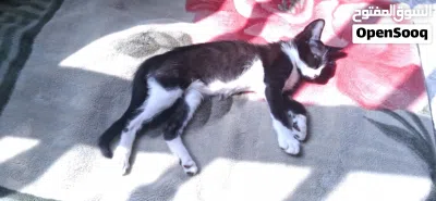 female kitten 4