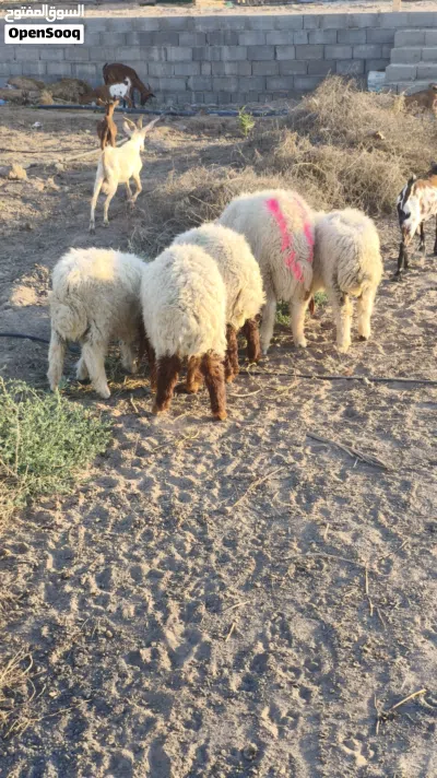 5 ذكوره اغنام شرط الصحه والنشاط مال بيت العلف براسهن البصره الصالحيه ويوجد توصيل 3