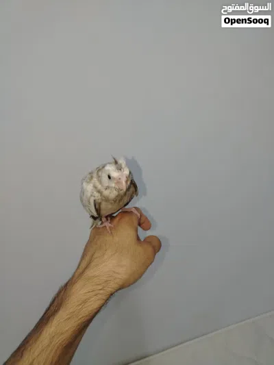 طائر كوكتيل كروان ايزابيل اليف 4