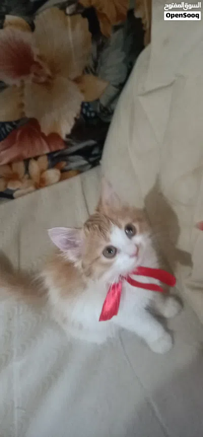 قطط شيرازي للبيع 3