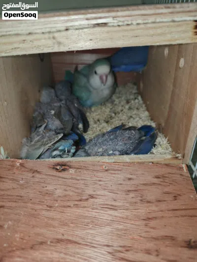 Rose love birds 3