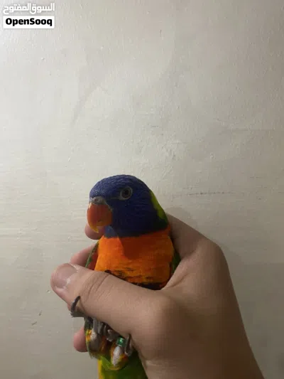 لوري ربون ريش كامل 3