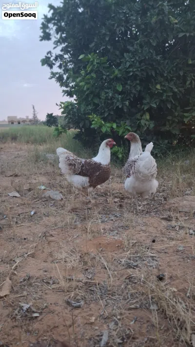 دجاج وندوت بركاني 3