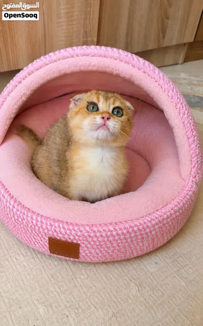 Scottish Fold(Male) 2