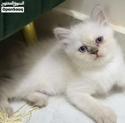 kittin for sale قطط كتن للبيع 2ذكور 1انثى 4
