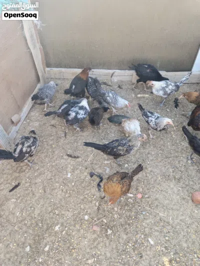 دجاج بلدي و فيومي وأبو رقيبه صحة ونظافة ما شاء الله 2