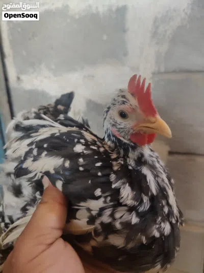 دجاج للبيع 2