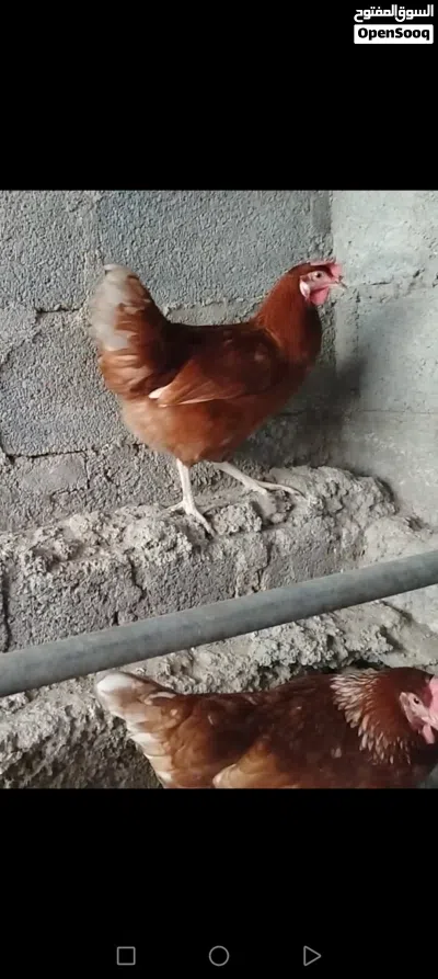 للبيع دجاح الوهمان الأصلي 2