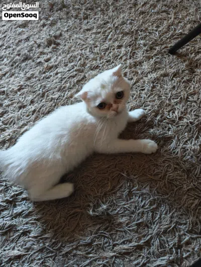 للبيع مع اغراضهم 3