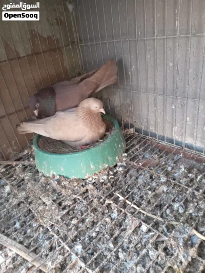 جوز بهلوان ارضى منتج بفروخة ما شاء الله 2