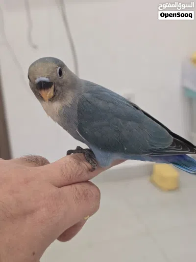 للبيع فراخ لفبيرد روز عمر شهر الطير على 12 دينار Lovebird chicks for sale, one month old, price p 4