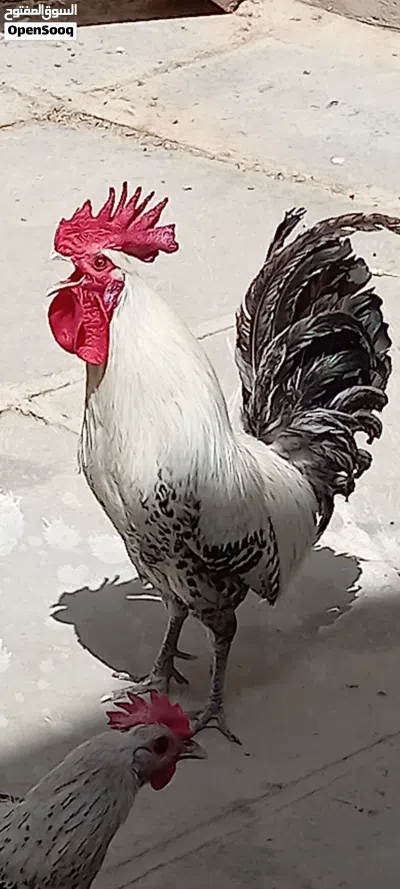 دجاج للبيع 4