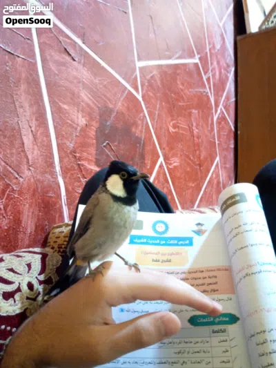 بلبل أليف طينه 2