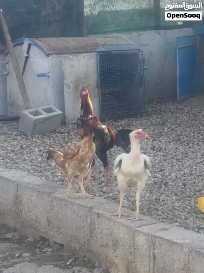 دجاج باكستاني سندي 4