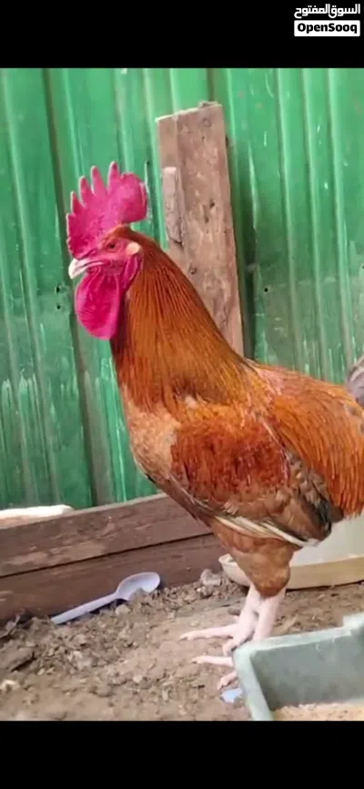 ديك على المنضور بحاله ممتازه العمر سنه و نص 2