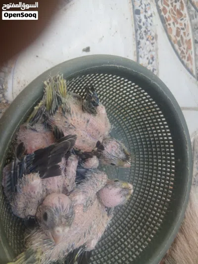 افراخ كوكتيل 3