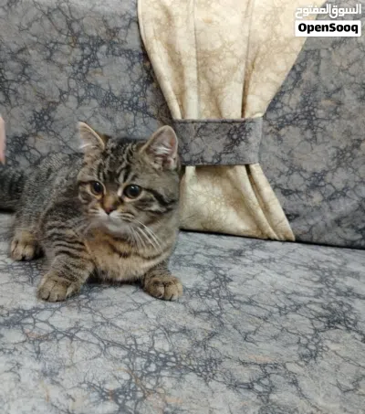 3 قطط سكوتش ستريت مكس هملايا للبيع 4