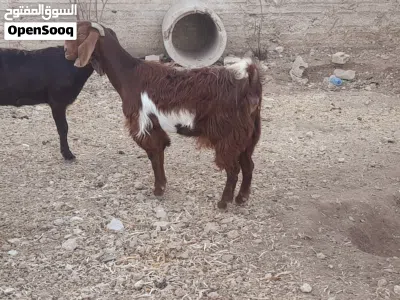 عنزة حليب للبيع 2