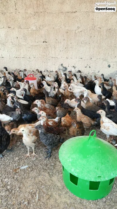 دواجن محليه العمر شهر وأسبوع الحبه 500 بيسه 2