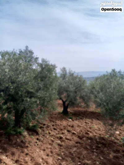 مزرعة زيتون مرتفعة ومشرفة غرب ثغره عصفور 2