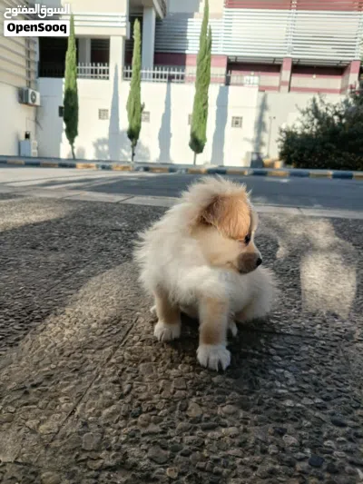 جرو للبيع عمر شهرين صحتو ممتازه الحمد لله 3