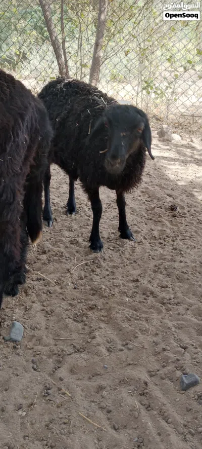 للبيع جاعده 2
