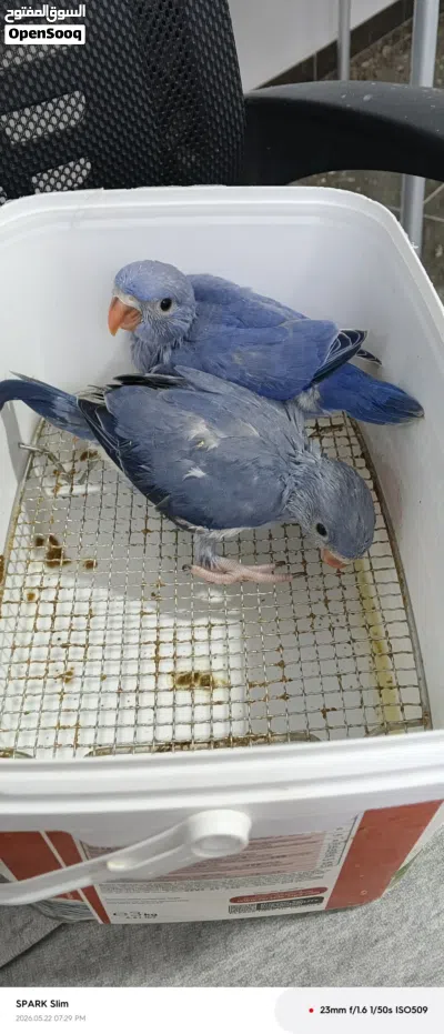 فراخ دره فايلت نيلي 4