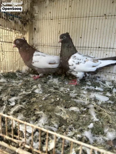 إيراني سينا 2
