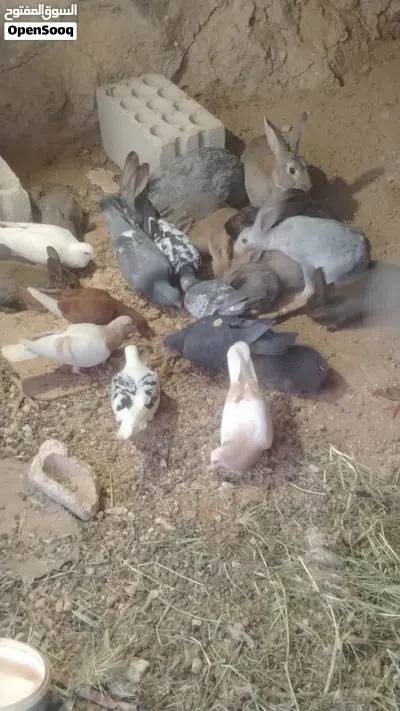 حمام صحه ونظافه 3