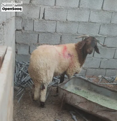خروف للبيع 2