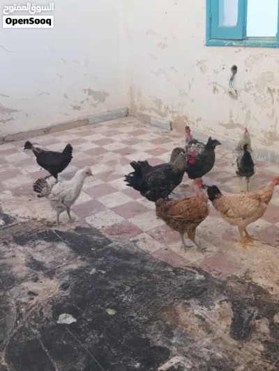 دجاج للبيع سبع دججاجات وزوز فراريج بسم الله تبارك الله 3