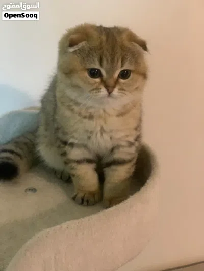 سكوتش فولد بيور للبيع 2