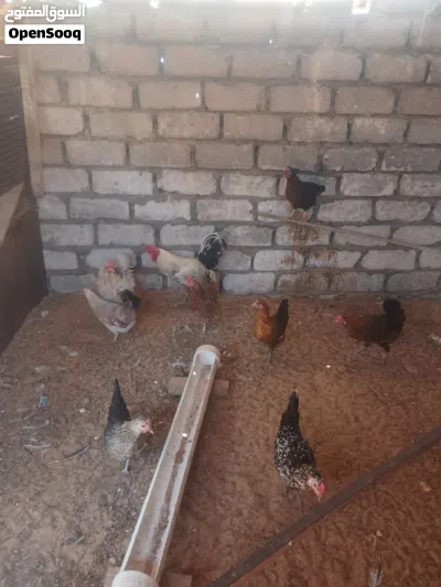 دجاج عربي للبيع 3